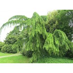 Κέδρος Κρεμοκλαδής (Cedrus deodara ‘Pendula’) | Κηπογεωργική
