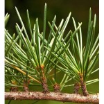 Κέδρος Λιβάνου (Cedrus libani) | kipogeorgiki.live