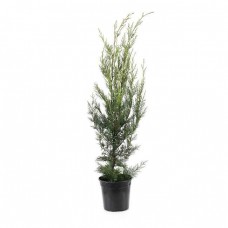 Κυπαρίσσια Λέιλαντ (Cupressus × leylandii) | Κηπογεωργική
