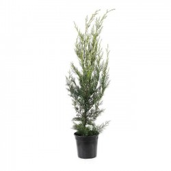 Κυπαρίσσια Λέιλαντ (Cupressus × leylandii) | Κηπογεωργική