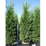 Leyland Cypress (Cupressus × leylandii) Leyland Cypress (Cupressus × leylandii) | Kipogeorgiki