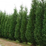 Leyland Cypress (Cupressus × leylandii) Leyland Cypress (Cupressus × leylandii) | Kipogeorgiki