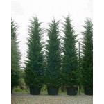 Leyland Cypress (Cupressus × leylandii) Leyland Cypress (Cupressus × leylandii) | Kipogeorgiki