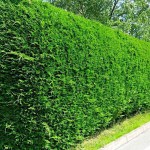 Leyland Cypress (Cupressus × leylandii) Leyland Cypress (Cupressus × leylandii) | Kipogeorgiki