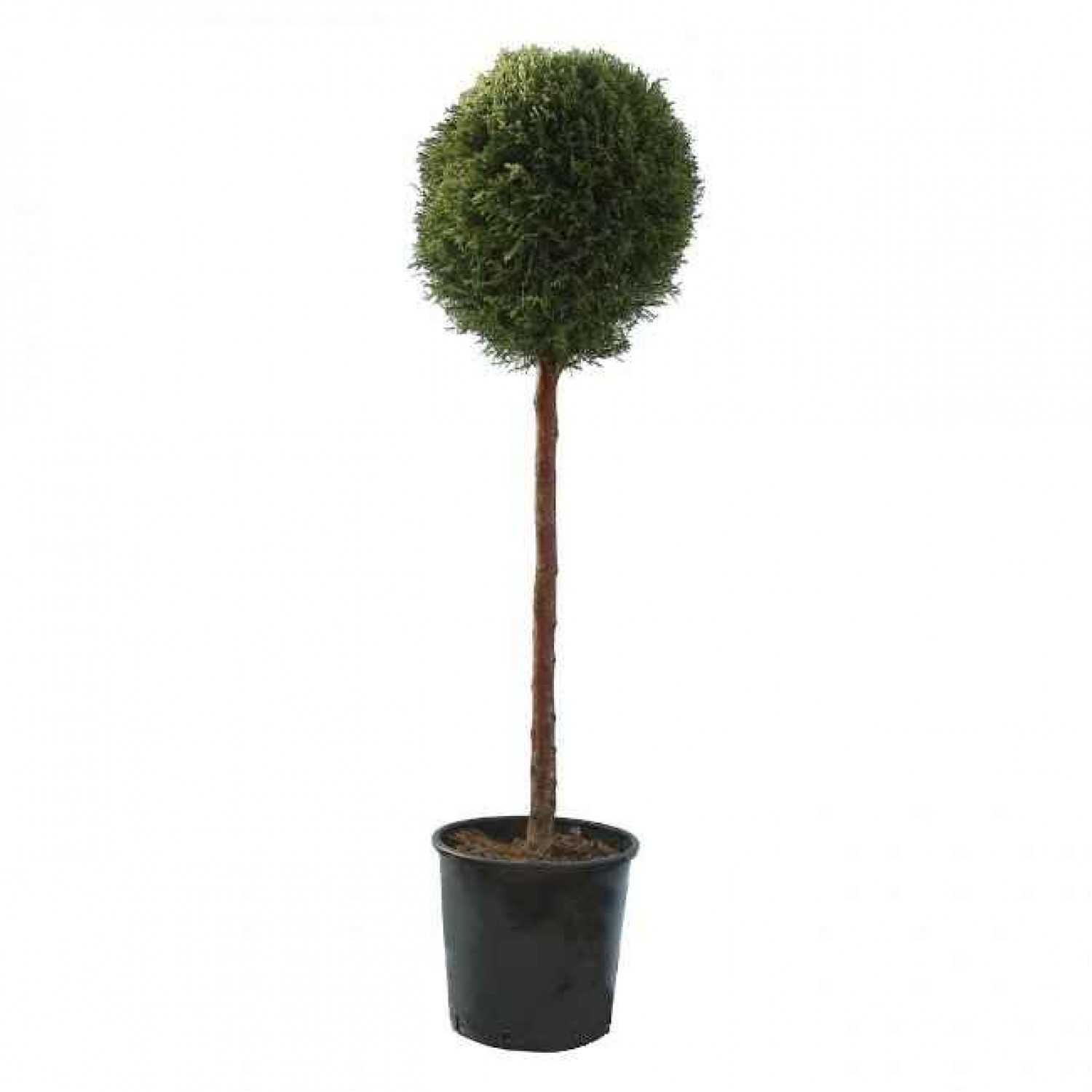 Κυπαρίσσι Λέιλαντ Σχήμα Κορμός - Μπάλα (Cupressus × leylandii) Κυπαρίσσια Λέυλαντ Κορμός - Μπάλα Σχήμα | Κηπογεωργική