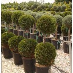 Κυπαρίσσι Λέιλαντ Σχήμα Κορμός - Μπάλα (Cupressus × leylandii) Κυπαρίσσια Λέυλαντ Κορμός - Μπάλα Σχήμα | Κηπογεωργική