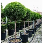 Κυπαρίσσι Λέιλαντ Σχήμα Κορμός - Μπάλα (Cupressus × leylandii) Κυπαρίσσια Λέυλαντ Κορμός - Μπάλα Σχήμα | Κηπογεωργική