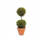 Κυπαρίσσι Λέιλαντ Σχήμα Κορμός - Μπάλα (Cupressus × leylandii) Κυπαρίσσια Λέυλαντ Κορμός - Μπάλα Σχήμα | Κηπογεωργική