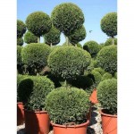 Κυπαρίσσι Λέιλαντ Σχήμα Κορμός - Μπάλα (Cupressus × leylandii) Κυπαρίσσια Λέυλαντ Κορμός - Μπάλα Σχήμα | Κηπογεωργική