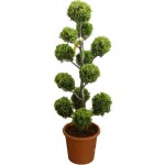 Κυπαρίσσι Λέιλαντ Σχήμα Πον Πον - Pon-pon (Cupressus × leylandii) Κυπαρίσσι Λέιλαντ Σχήμα Πον Πον - Pon-pon | Κηπογεωργική