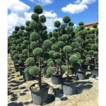 Κυπαρίσσι Λέιλαντ Σχήμα Πον Πον - Pon-pon (Cupressus × leylandii) Κυπαρίσσι Λέιλαντ Σχήμα Πον Πον - Pon-pon | Κηπογεωργική