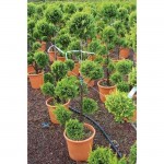 Κυπαρίσσι Λέιλαντ Σχήμα Πον Πον - Pon-pon (Cupressus × leylandii) Κυπαρίσσι Λέιλαντ Σχήμα Πον Πον - Pon-pon | Κηπογεωργική
