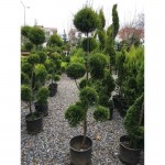 Κυπαρίσσι Λέιλαντ Σχήμα Πον Πον - Pon-pon (Cupressus × leylandii) Κυπαρίσσι Λέιλαντ Σχήμα Πον Πον - Pon-pon | Κηπογεωργική