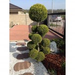 Κυπαρίσσι Λέιλαντ Σχήμα Πον Πον - Pon-pon (Cupressus × leylandii) Κυπαρίσσι Λέιλαντ Σχήμα Πον Πον - Pon-pon | Κηπογεωργική