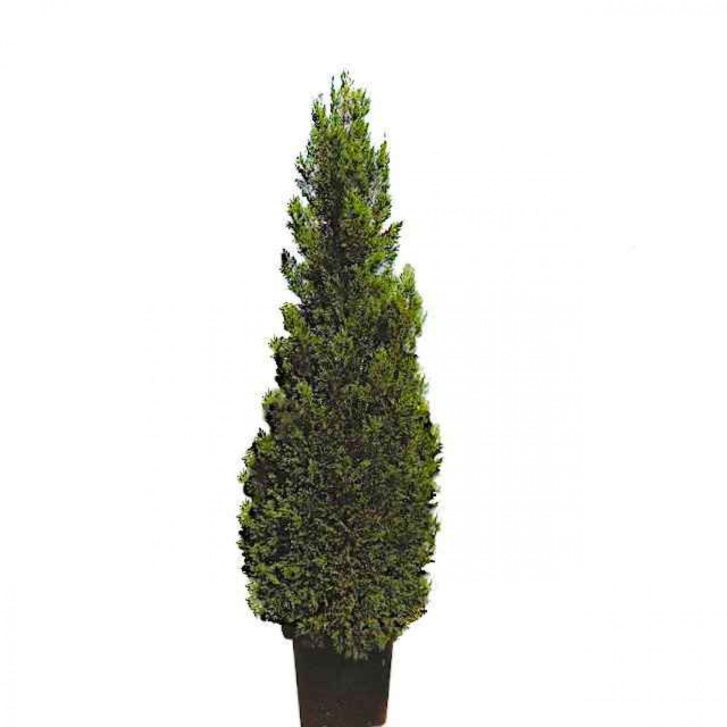 Κυπαρίσσι Λέιλαντ Πυραμίδα (Cupressus × leylandii 'Pyramidalis') Κυπαρίσσι Λέιλαντ Πυραμίδα | Κηπογεωργική