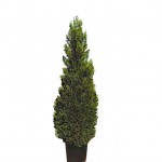 Κυπαρίσσι Λέιλαντ Πυραμίδα (Cupressus × leylandii 'Pyramidalis') Κυπαρίσσι Λέιλαντ Πυραμίδα | Κηπογεωργική