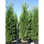 Κυπαρίσσι Λέιλαντ Πυραμίδα (Cupressus × leylandii 'Pyramidalis') Κυπαρίσσι Λέιλαντ Πυραμίδα | Κηπογεωργική