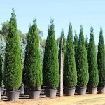 Κυπαρίσσι Λέιλαντ Πυραμίδα (Cupressus × leylandii 'Pyramidalis') Κυπαρίσσι Λέιλαντ Πυραμίδα | Κηπογεωργική