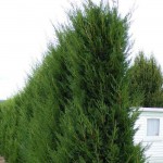 Κυπαρίσσι Λέιλαντ Πυραμίδα (Cupressus × leylandii 'Pyramidalis') Κυπαρίσσι Λέιλαντ Πυραμίδα | Κηπογεωργική