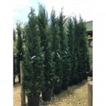 Κυπαρίσσι Λέιλαντ Πυραμίδα (Cupressus × leylandii 'Pyramidalis') Κυπαρίσσι Λέιλαντ Πυραμίδα | Κηπογεωργική