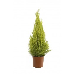 Λεμονοκυπάρισσο Gold Crest (Cupressus macrocarpa var. goldcrest)