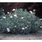 Κονβόλβουλος Κνέορουμ (Convolvulus cneorum) - Κομβόλβουλος | kipogeorgiki.live