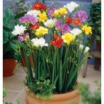 Freesia Bulbs Double Mix (Freesia "Mixed Colours") Freesia Bulbs Double Mix (Freesia "Mixed Colours") | kipogeorgiki.live