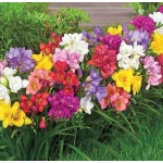 Freesia Bulbs Double Mix (Freesia "Mixed Colours") Freesia Bulbs Double Mix (Freesia "Mixed Colours") | kipogeorgiki.live