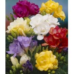 Freesia Bulbs Double Mix (Freesia "Mixed Colours") Freesia Bulbs Double Mix (Freesia "Mixed Colours") | kipogeorgiki.live