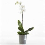 Κασπώ Γλάστρες Morinda Ø14x16εκ. Ecopots Συνθετικές