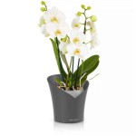 ORCHIDEA Σχιστόλιθος Φ18x20cm Γλάστρα-Κασπώ Στρογγυλή Αυτοποτιζόμενη LECHUZA - Στρογγυλές Αυτοποτιζόμενες Γλάστρες
