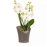 ORCHIDEA Καφέ Τεφρό Φ18x20cm Γλάστρα-Κασπώ Στρογγυλή Αυτοποτιζόμενη LECHUZA - Στρογγυλές Αυτοποτιζόμενες Γλάστρες