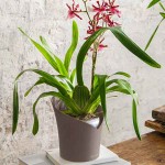 ORCHIDEA Καφέ Τεφρό Φ18x20cm Γλάστρα-Κασπώ Στρογγυλή Αυτοποτιζόμενη LECHUZA - Στρογγυλές Αυτοποτιζόμενες Γλάστρες