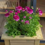 Wooden Conical Planter 77(H)x65x65cm Impregnated