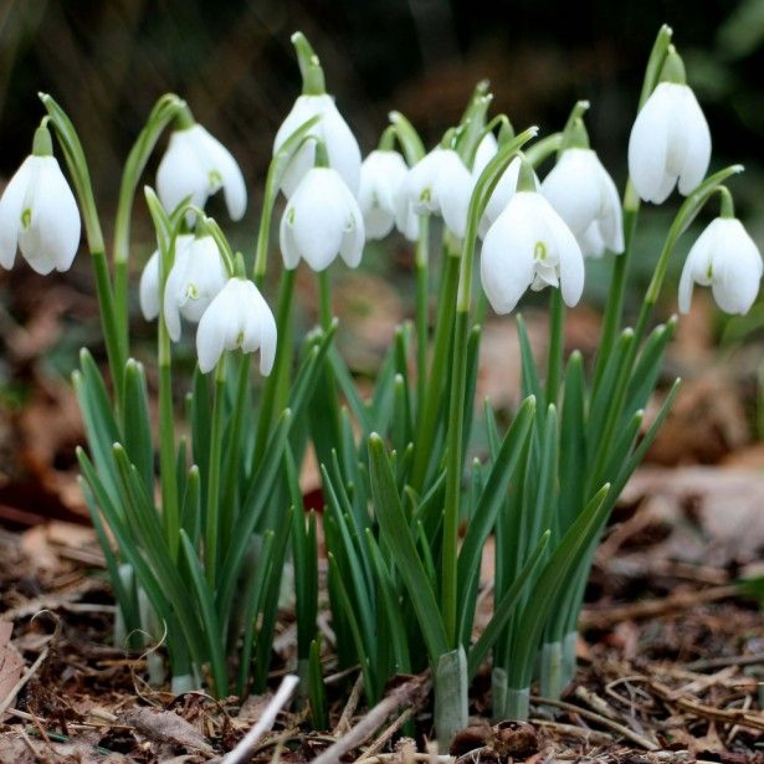 Γκάλανθος Flore Pleno ή Γάλανθος (Galanthus nivalis 'Flore Pleno') Γκάλανθος Flore Pleno ή Γάλανθος (Galanthus nivalis 'Flore Pleno')