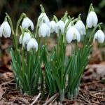 Γκάλανθος Flore Pleno ή Γάλανθος (Galanthus nivalis 'Flore Pleno') Γκάλανθος Flore Pleno ή Γάλανθος (Galanthus nivalis 'Flore Pleno')