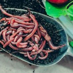 Geo Red Worms 1lt for Vermicomposting Geo HUMUS Geo Red Worms 1lt for Vermicomposting Geo HUMUS - Means for Making Compost