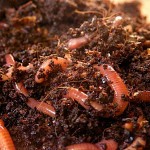 Geo Red Worms 1lt for Vermicomposting Geo HUMUS Geo Red Worms 1lt for Vermicomposting Geo HUMUS - Means for Making Compost