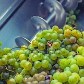Winemaking Machinery - Winery Equipment