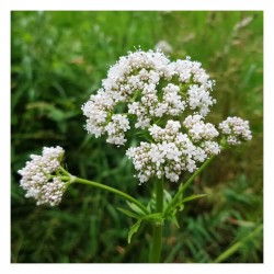Βαλεριάνα Φάκελος 10g Σπόροι (Valeriana officinalis)