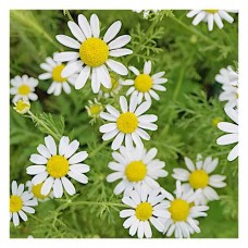 Χαμομήλι Σπόροι 10g Φάκελος (Matricaria recutita-συν. Matricaria chamomilla) - Σπόρος Χαμομηλιού-Βότανα