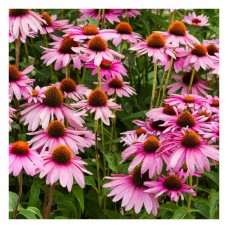 Purple Coneflower Packet 5g Seeds (Echinacea purpurea) - Seeds of Aromatic & Medicinal Plants