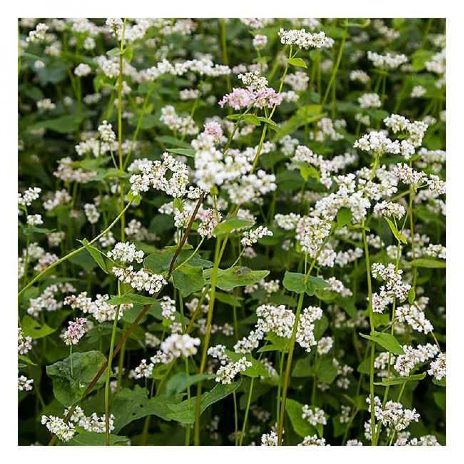 Σπόροι Φαγόπυρο 200g Φάκελος (Fagopyrum esculentum) Φαγόπυρο Σπόροι 200g Φάκελος (Fagopyrum esculentum-Φαγόπυρον το εδώδιμον) - Σπόρος για Φαγόπυρα