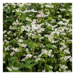 Σπόροι Φαγόπυρο 200g Φάκελος (Fagopyrum esculentum) Φαγόπυρο Σπόροι 200g Φάκελος (Fagopyrum esculentum-Φαγόπυρον το εδώδιμον) - Σπόρος για Φαγόπυρα