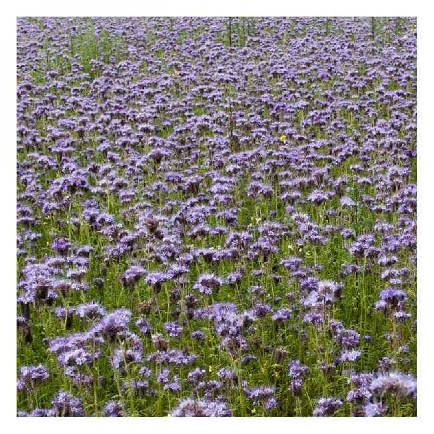 Φακελωτή Σπόροι 1kg Σάκος (Phacelia tanacetifolia 'Balo') - Σπόρος για Φακελωτές (Μελισσοτροφικά Φυτά)