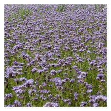 Φακελωτή Σπόροι 1kg Σάκος (Phacelia tanacetifolia 'Balo') - Σπόρος για Φακελωτές (Μελισσοτροφικά Φυτά)