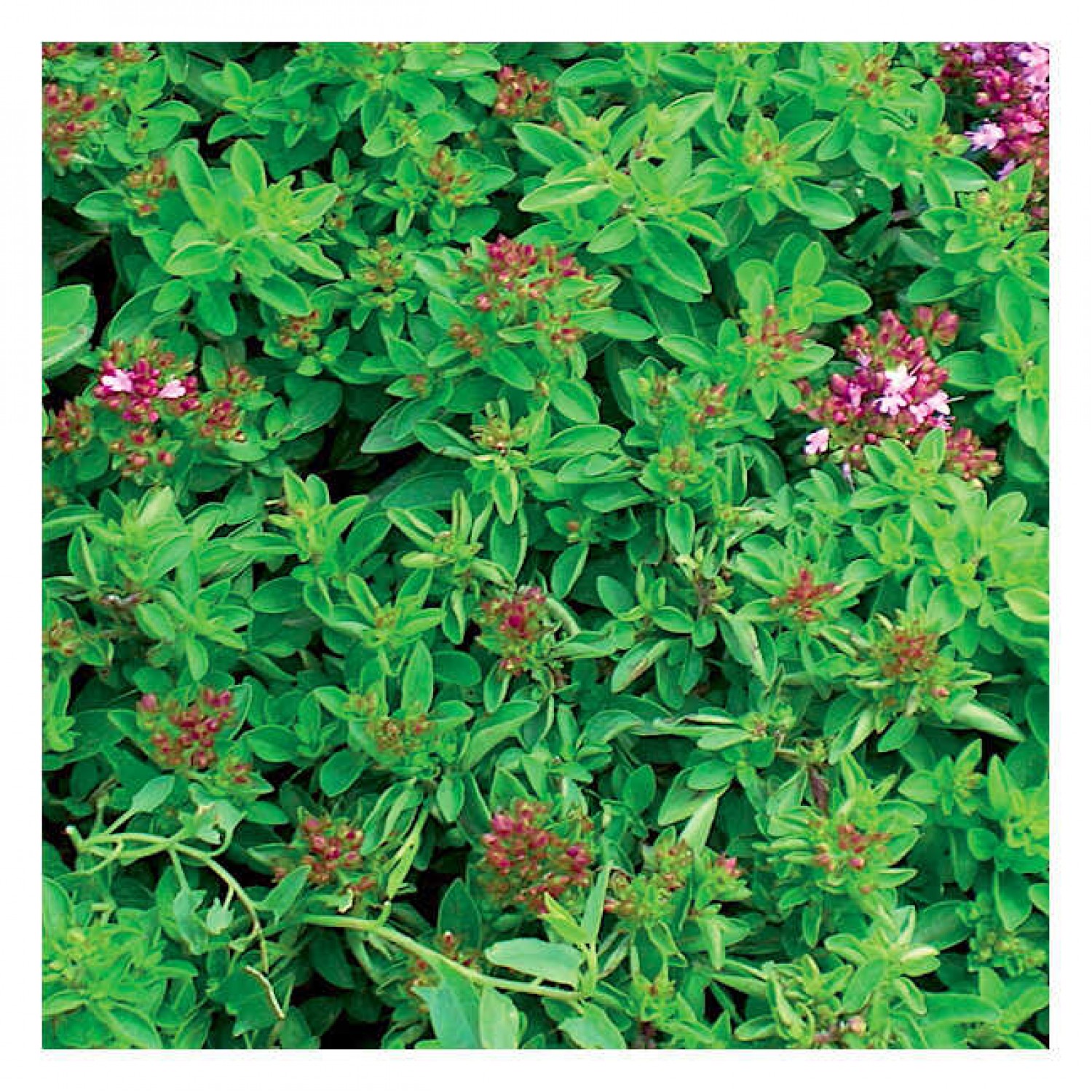Μαντζουράνα Φάκελος 10g Σπόροι (Origanum majorana) - Επαγγελματικοί Σπόροι Μαντζουράνα Φάκελος 10g Σπόροι (Origanum majorana)