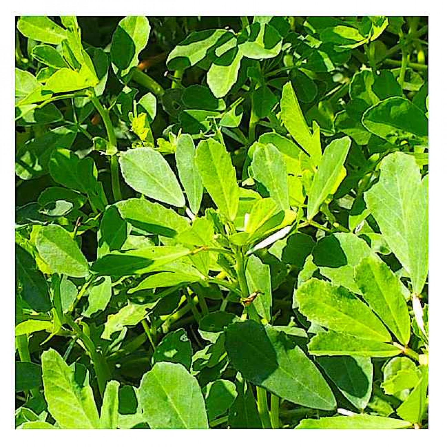 Fenugreek Seeds 50g Bucket (Trigonella foenum-graecum) - Seed for Fenugreeks