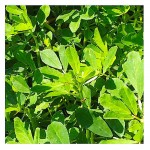 Fenugreek Seeds 50g Bucket (Trigonella foenum-graecum) - Seed for Fenugreeks