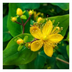 Υπερικό ή Βάλσαμο Φάκελος 10g (Hypericum perforatum) - Σπόροι